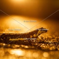 karl-gillebert-salamandre-tachetee-0619