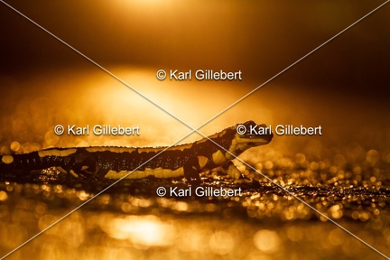 karl-gillebert-salamandre-tachetee-0619