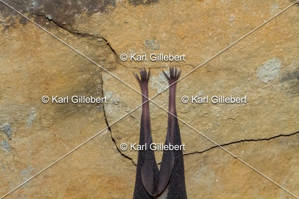 karl-gillebert-grand-rhinolophe-6694