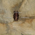 karl-gillebert-grand-rhinolophe-6701