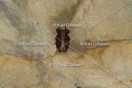 karl-gillebert-grand-rhinolophe-6701