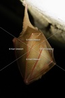 karl-gillebert-petit-rhinolophe-0121