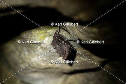 karl-gillebert-petit-rhinolophe-0140