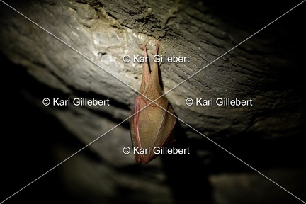 karl-gillebert-petit-rhinolophe-0145