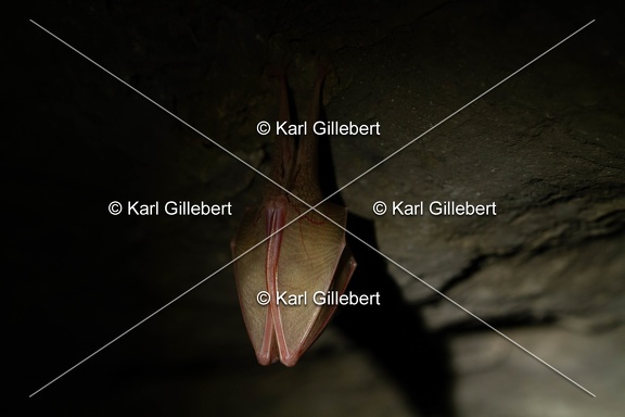 karl-gillebert-petit-rhinolophe-0154