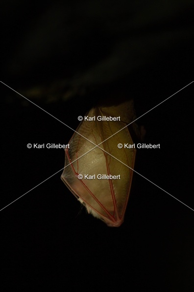 karl-gillebert-petit-rhinolophe-0169