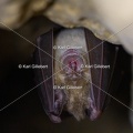 karl-gillebert-petit-rhinolophe-4461
