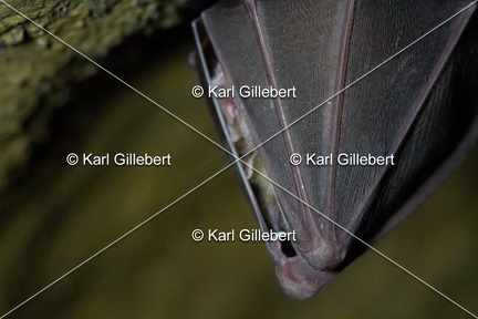 karl-gillebert-petit-rhinolophe-4469