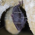 karl-gillebert-petit-rhinolophe-4471