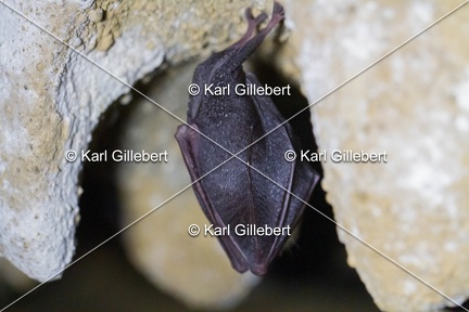 karl-gillebert-petit-rhinolophe-4471