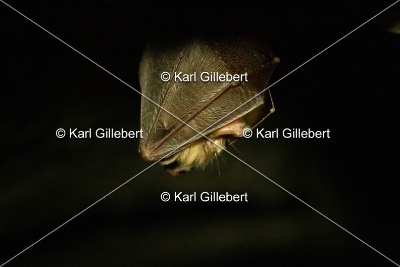 karl-gillebert-petit-rhinolophe-7941.jpg