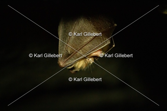 karl-gillebert-petit-rhinolophe-7941