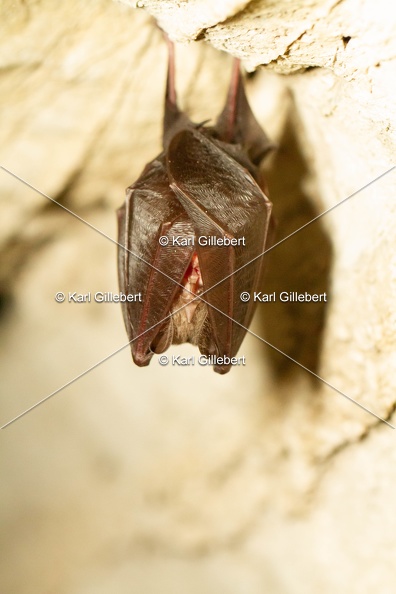 karl-gillebert-petit-rhinolophe-8002