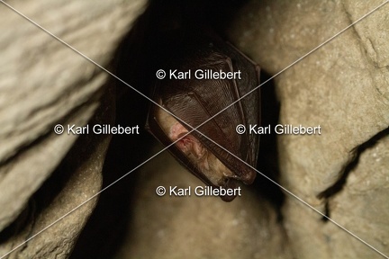 karl-gillebert-petit-rhinolophe-8716