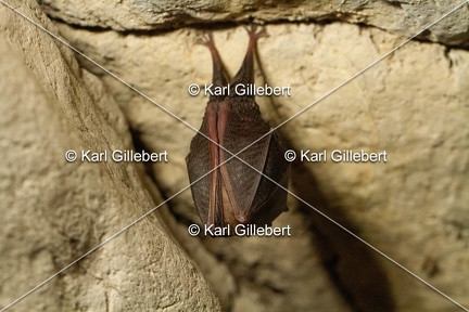karl-gillebert-petit-rhinolophe-8727