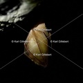 karl-gillebert-petit-rhinolophe-0105
