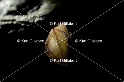 karl-gillebert-petit-rhinolophe-0105