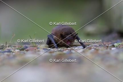 karl-gillebert-pipistrelle-comune-9827