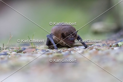 karl-gillebert-pipistrelle-comune-9829