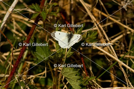 karl-gillebert-aurore-5196