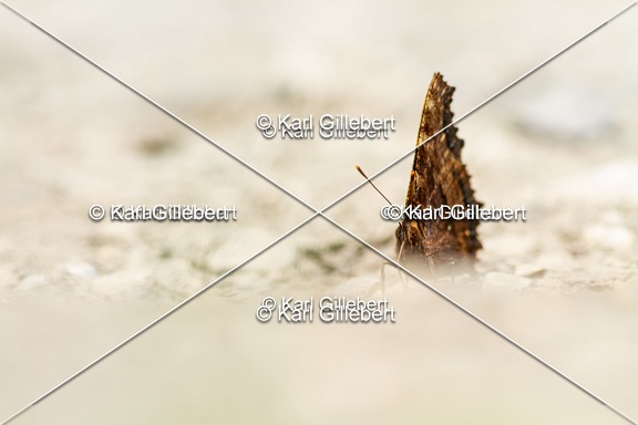 karl-gillebert-grande-tortue-0491