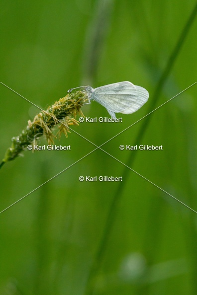 karl-gillebert-Leptidea-pieride-moutarde-real-6591.jpg