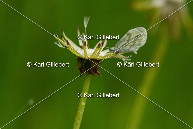 karl-gillebert-Leptidea-pieride-moutarde-real-6598.jpg