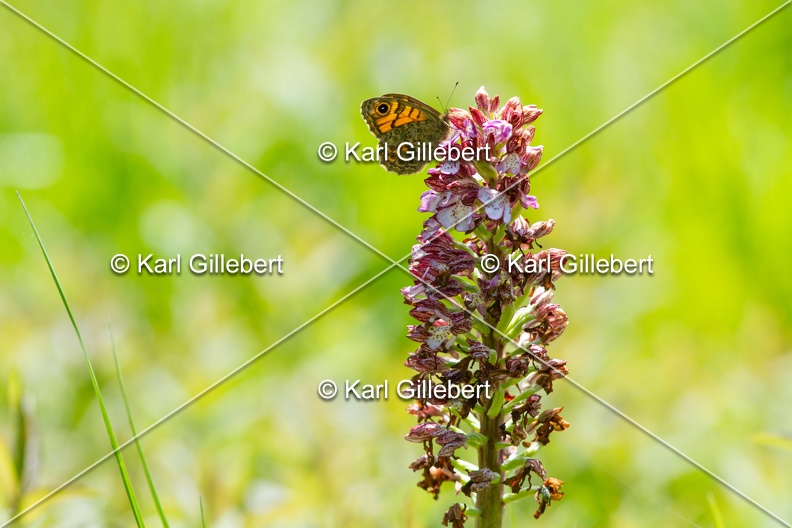 karl-gillebert-megere-satyre-orchis-pourpre-3218