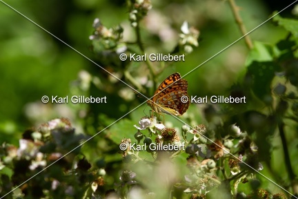 karl-gillebert-grand-moyen-nacre-9708