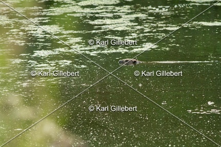 karl-gillebert-castor-d-europe-0029