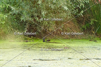karl-gillebert-castor-d-europe-0055