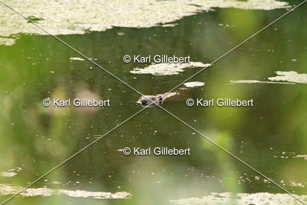 karl-gillebert-castor-d-europe-0059