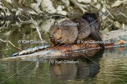 karl-gillebert-castor-d-europe-7644