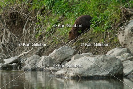 karl-gillebert-castor-d-europe-7904