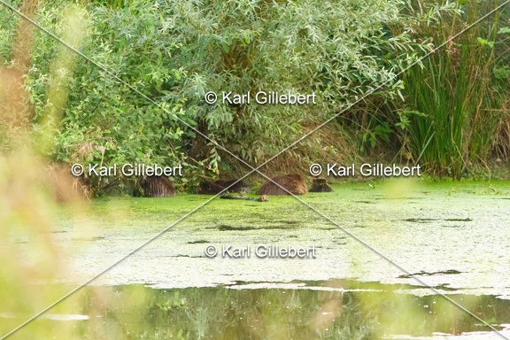 karl-gillebert-castor-d-europe-0024