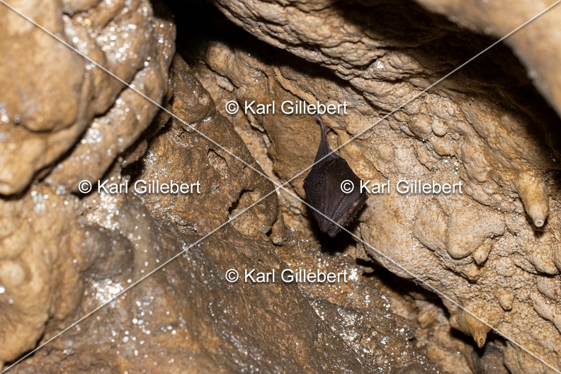 Karl-Gillebert-petit-rhinolophe-9558