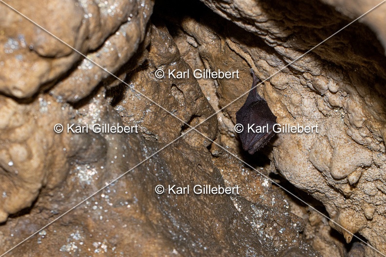 Karl-Gillebert-petit-rhinolophe-9559.jpg