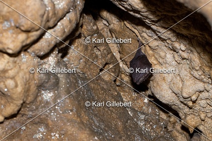 Karl-Gillebert-petit-rhinolophe-9559