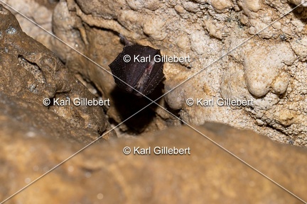 Karl-Gillebert-petit-rhinolophe-9566