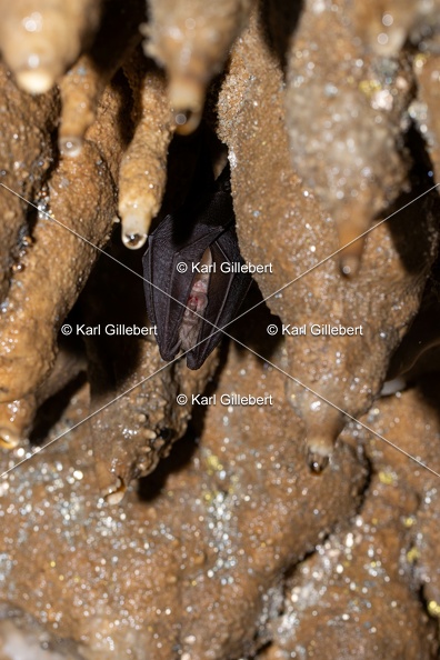 Karl-Gillebert-petit-rhinolophe-9568