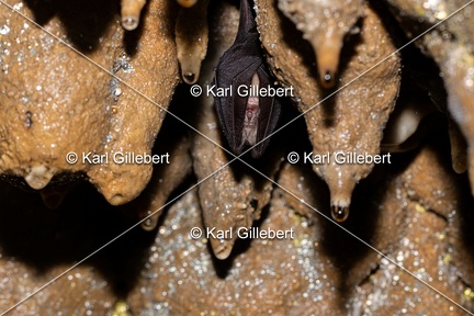 Karl-Gillebert-petit-rhinolophe-9569