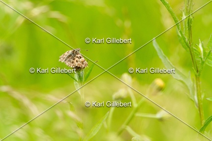 Karl-Gillebert-hesperie-de-l-alcee-carcharodus-alceae-6650
