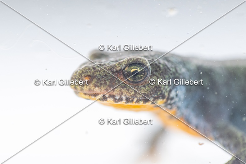 Karl-Gillebert-triton-alpestre-ichthyosaura-alpestris-6425.jpg