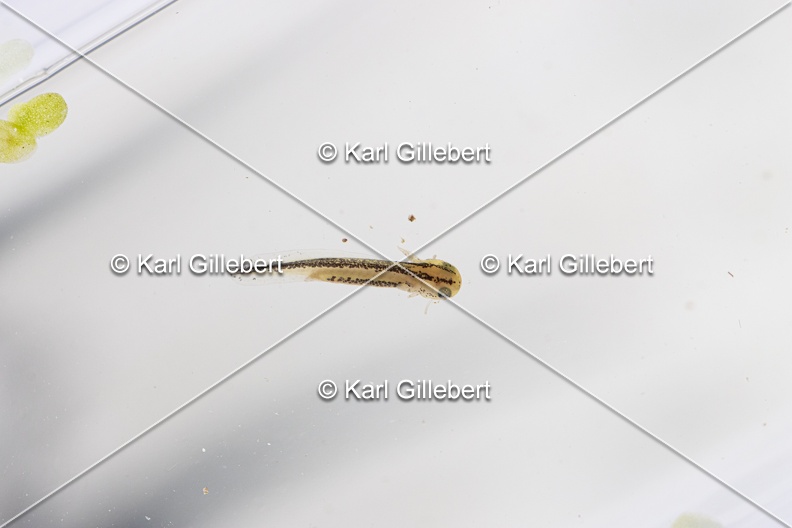 Karl-Gillebert-triton-alpestre-ichthyosaura-alpestris-6541