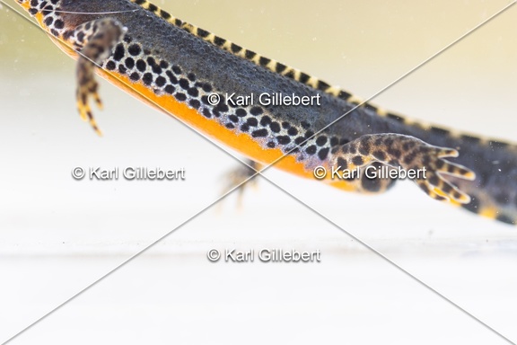 Karl-Gillebert-triton-alpestre-ichthyosaura-alpestris-6179