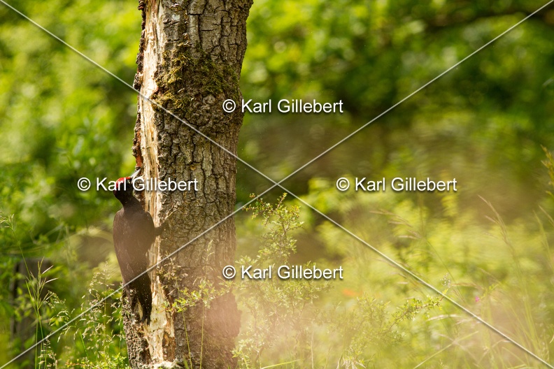 Karl-Gillebert-pic-noir-8514