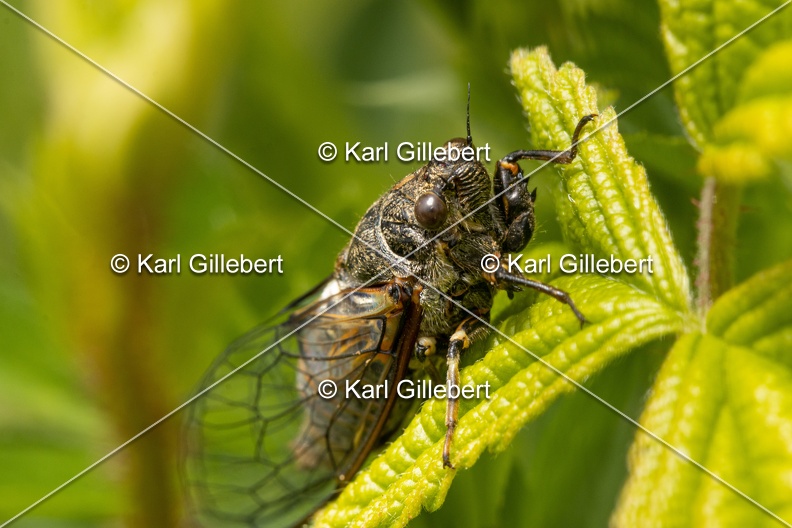 Karl-Gillebert-cicadetta-montana-1257.jpg