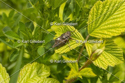 Karl-Gillebert-cicadetta-montana-1268