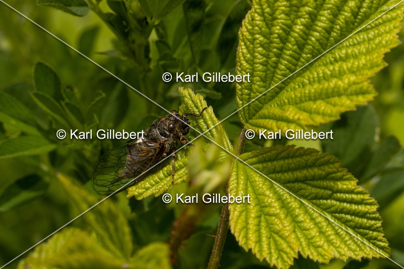 Karl-Gillebert-cicadetta-montana-1293.jpg