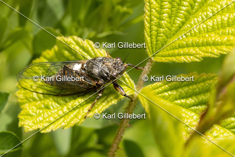 Karl-Gillebert-cicadetta-montana-1307.jpg